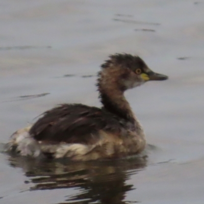 Tachybaptus novaehollandiae (Australasian Grebe) at Richmond, QLD - 26 Jul 2024 by lbradley