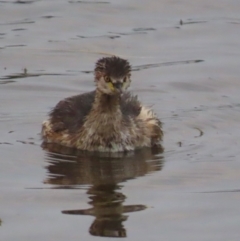 Tachybaptus novaehollandiae at Richmond, QLD - 26 Jul 2024