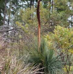 Xanthorrhoea glauca subsp. angustifolia (Grey Grass-tree) at Uriarra Village, ACT - 8 Jul 2024 by dwise