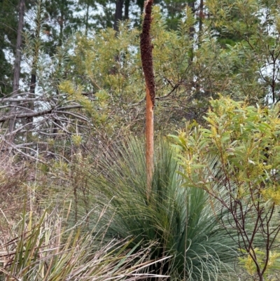 Xanthorrhoea glauca subsp. angustifolia at Uriarra Village, ACT - 8 Jul 2024 by dwise