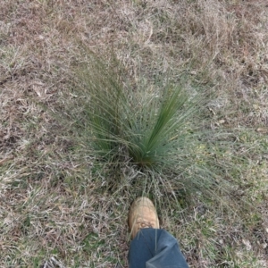 Xanthorrhoea glauca subsp. angustifolia at Greenway, ACT by dwise