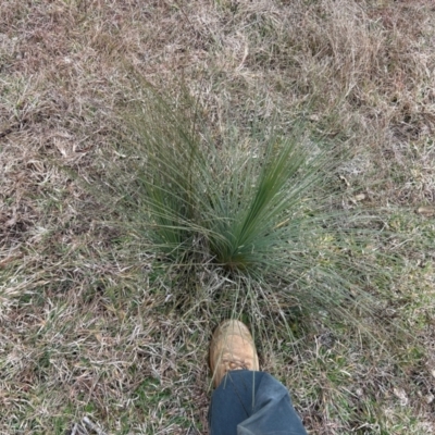 Xanthorrhoea glauca subsp. angustifolia at Greenway, ACT - 7 Jul 2024 by dwise