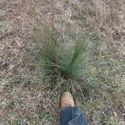 Xanthorrhoea glauca subsp. angustifolia (Grey Grass-tree) at Greenway, ACT - 7 Jul 2024 by dwise