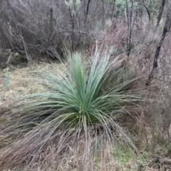 Xanthorrhoea glauca subsp. angustifolia at Greenway, ACT - 7 Jul 2024