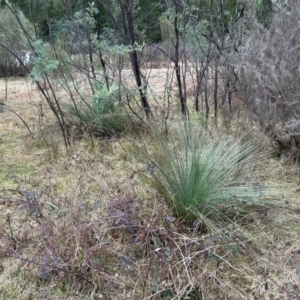 Xanthorrhoea glauca subsp. angustifolia at Greenway, ACT - suppressed