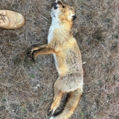 Vulpes vulpes (Red Fox) at Greenway, ACT - 7 Jul 2024 by dwise