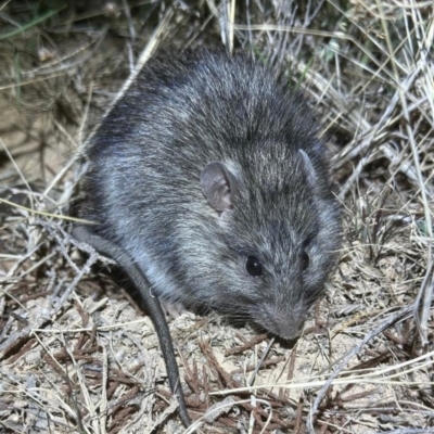 Rattus villosissimus (Long-haired Rat) at Opalton, QLD - 16 Jul 2024 by MichaelBedingfield