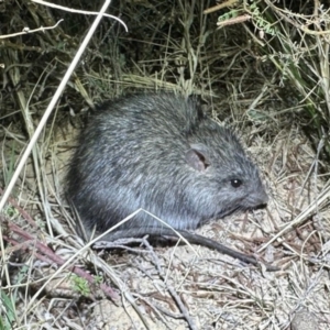 Rattus villosissimus at Opalton, QLD - 16 Jul 2024