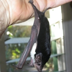 Saccolaimus flaviventris (Yellow-bellied Sheathtail Bat) at Mackay Harbour, QLD - 5 Jul 2009 by MichaelBedingfield