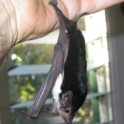 Saccolaimus flaviventris (Yellow-bellied Sheathtail Bat) at Mackay Harbour, QLD - 5 Jul 2009 by MichaelBedingfield