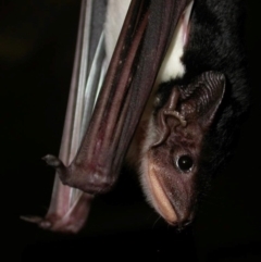 Saccolaimus flaviventris at Mackay Harbour, QLD - 5 Jul 2009 12:00 PM