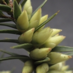 Melichrus urceolatus (Urn Heath) at Weetangera, ACT - 24 Jul 2024 by pinnaCLE