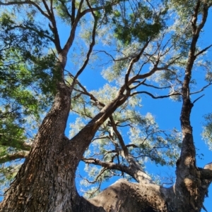 Eucalyptus bridgesiana at O'Connor, ACT - 26 Jul 2024