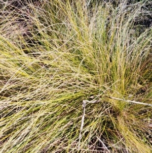 Nassella trichotoma (Serrated Tussock) at O'Connor, ACT by Steve818