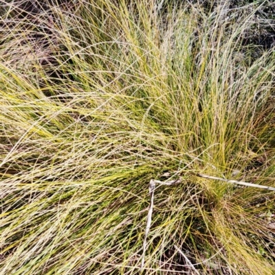 Nassella trichotoma (Serrated Tussock) at O'Connor, ACT - 26 Jul 2024 by Steve818