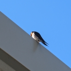 Hirundo neoxena (Welcome Swallow) at Lawson, ACT - 26 Jul 2024 by mroseby