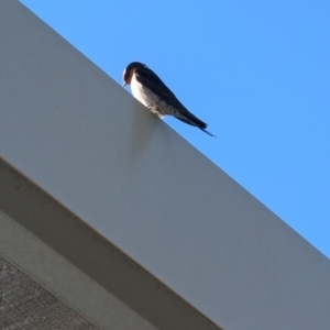 Hirundo neoxena at Lawson, ACT - 26 Jul 2024 12:33 PM