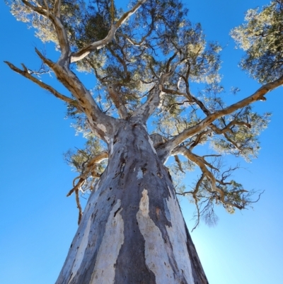 Eucalyptus blakelyi (Blakely's Red Gum) at Strathnairn, ACT - 26 Jul 2024 by Steve818