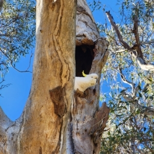 Eucalyptus blakelyi at Strathnairn, ACT - 26 Jul 2024