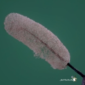 Stemonitopsis typhina at suppressed - suppressed