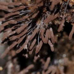 Stemonitopsis typhina at suppressed - suppressed
