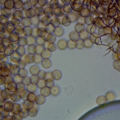 Stemonitopsis typhina at suppressed - suppressed