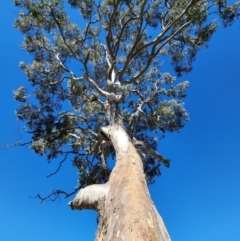 Eucalyptus blakelyi (Blakely's Red Gum) at Strathnairn, ACT - 26 Jul 2024 by Steve818