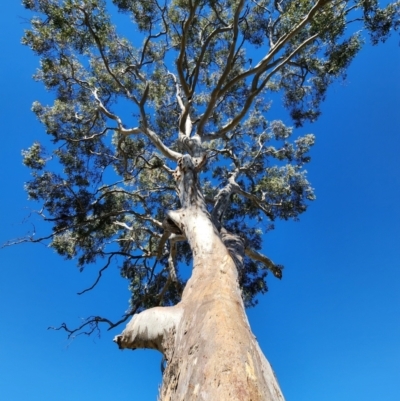 Eucalyptus blakelyi (Blakely's Red Gum) at Strathnairn, ACT - 26 Jul 2024 by Steve818