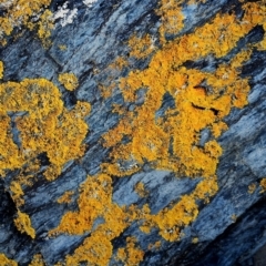 Unverified Lichen, Moss or other Bryophyte at Narooma, NSW - 13 Jul 2024 by Teresa