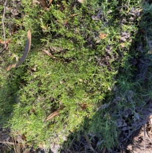 Chrysocephalum semipapposum at Garran, ACT - 26 Jul 2024