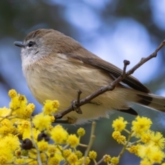 Gerygone mouki (Brown Gerygone) at Acton, ACT - 26 Jul 2024 by rawshorty