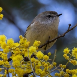 Gerygone mouki at Acton, ACT - 26 Jul 2024 11:46 AM