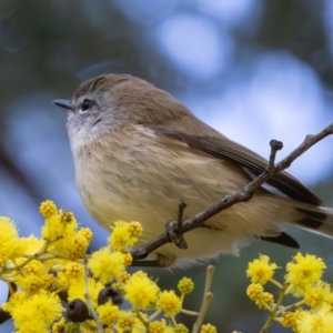 Gerygone mouki at Acton, ACT - 26 Jul 2024 11:46 AM