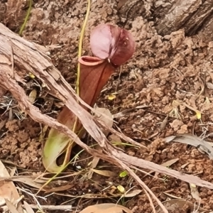 Nepenthes mirabilis at Shelburne, QLD - 26 Jul 2024