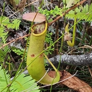 Nepenthes mirabilis at Shelburne, QLD - 26 Jul 2024