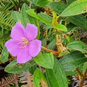 Melastoma malabathricum at Mission River, QLD - 26 Jul 2024