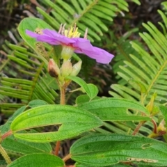 Melastoma malabathricum at Mission River, QLD - 26 Jul 2024