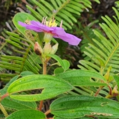 Melastoma malabathricum at Mission River, QLD - 26 Jul 2024 11:32 AM