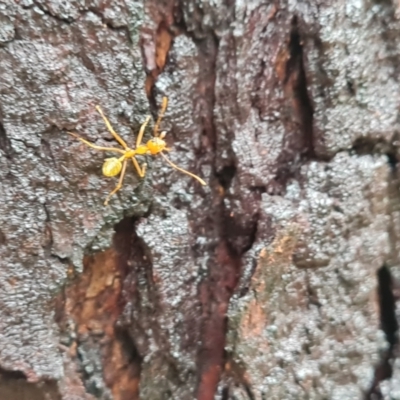 Oecophylla smaragdina (Green Tree Ant) at Shelburne, QLD - 26 Jul 2024 by Mike