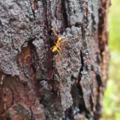 Oecophylla smaragdina at Shelburne, QLD - 26 Jul 2024 10:42 AM