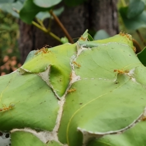 Oecophylla smaragdina at Shelburne, QLD - 26 Jul 2024 10:25 AM