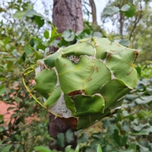 Oecophylla smaragdina at Shelburne, QLD - 26 Jul 2024 10:25 AM