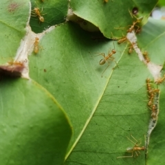 Oecophylla smaragdina at Shelburne, QLD - 26 Jul 2024 10:25 AM