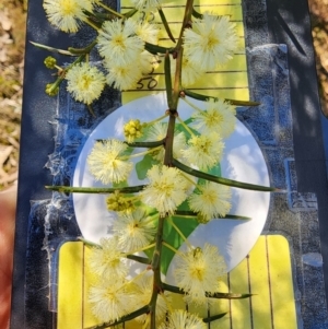 Acacia genistifolia (Early Wattle) at O'Connor, ACT by Steve818