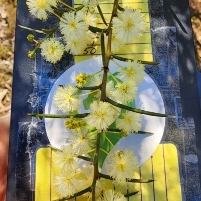 Acacia genistifolia (Early Wattle) at O'Connor, ACT - 26 Jul 2024 by Steve818