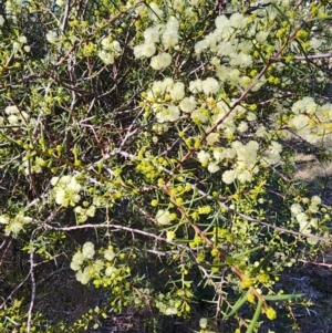 Acacia genistifolia at O'Connor, ACT - 26 Jul 2024