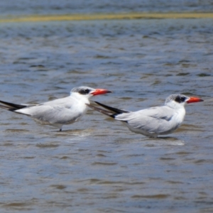 Hydroprogne caspia at South Durras, NSW - 28 Nov 2020