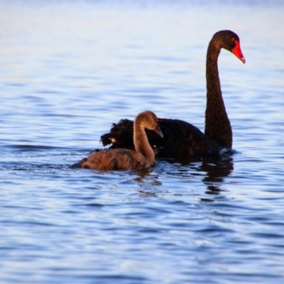 Cygnus atratus (Black Swan) at Parkes, ACT - 8 Dec 2020 by MB