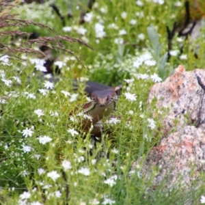 Austrelaps ramsayi at Cotter River, ACT - 12 Dec 2020 12:13 PM