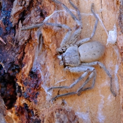 Isopeda canberrana (Canberra Huntsman Spider) at Belconnen, ACT - 26 Jul 2024 by Kurt